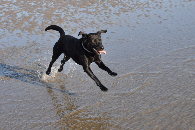 Dog Friendly Wadhurst Castle Cottage