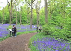 Arlington Bluebell Walk