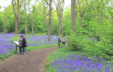 Arlington Bluebell Walk