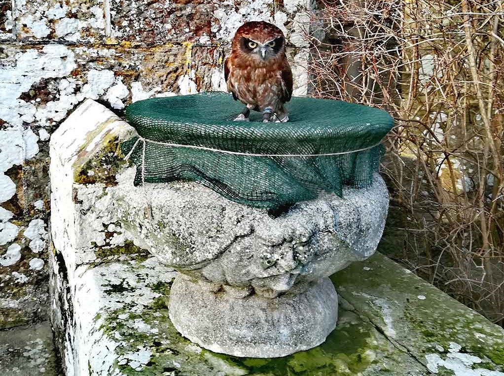Little-owl Little Owl