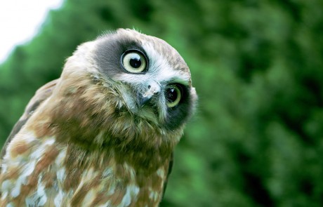 Quizzical Owl